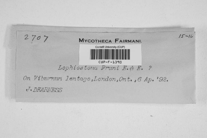 Lophiostoma pruni image