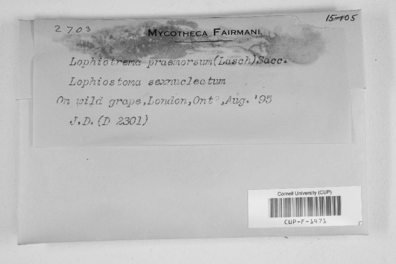 Lophiotrema praemorsum image
