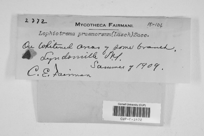 Lophiotrema praemorsum image