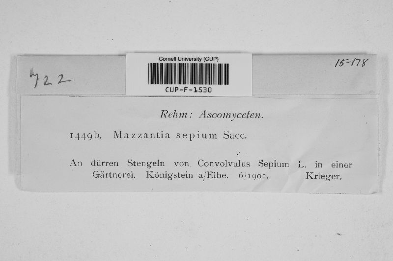 Mazzantia sepium image