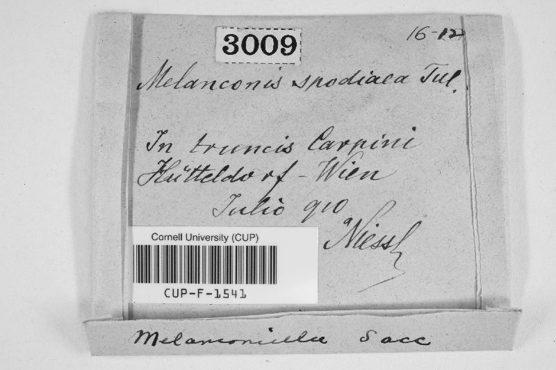 Melanconis spodiaea image
