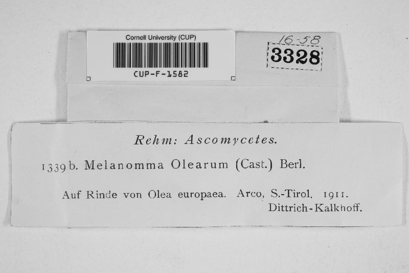 Melanomma olearum image