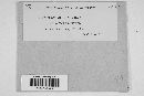 Erysiphe penicillata image