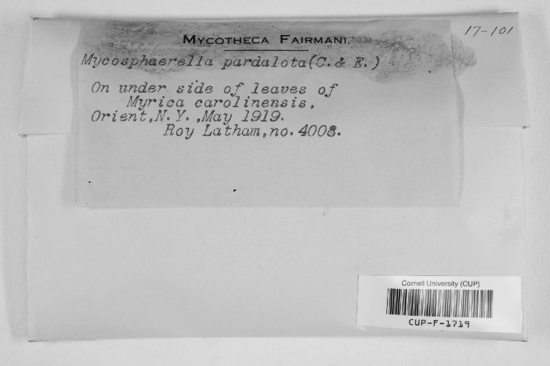 Mycosphaerella pardalota image