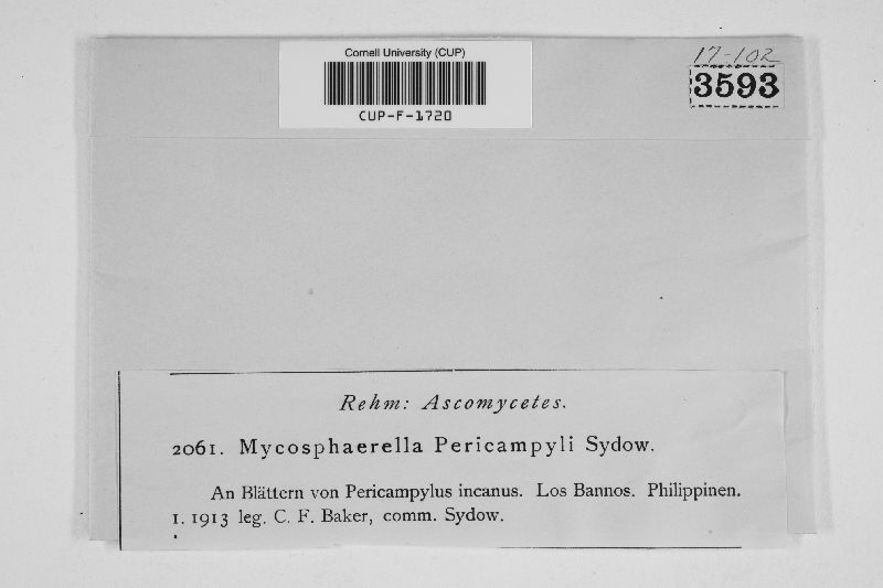 Mycosphaerella pericampyli image