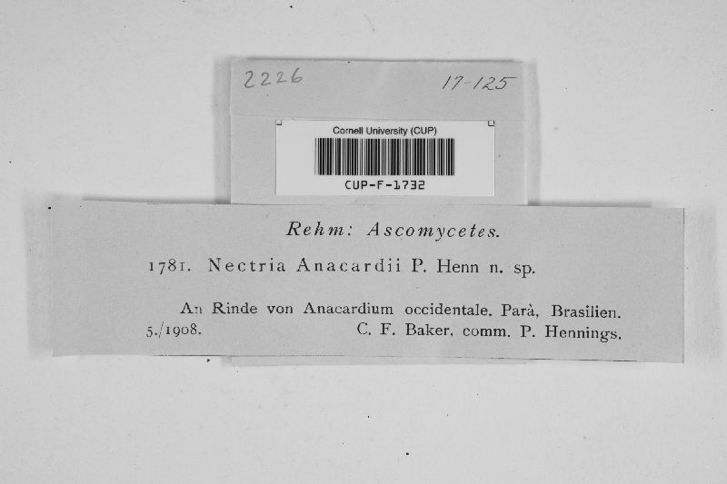 Nectria anacardii image