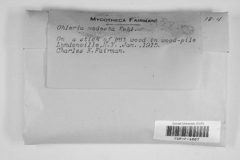 Ohleria modesta image