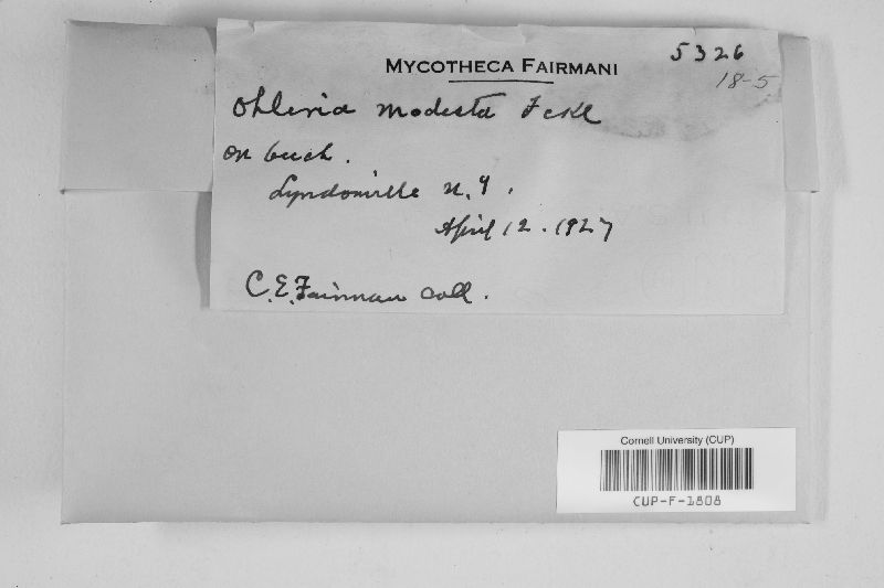 Ohleria modesta image