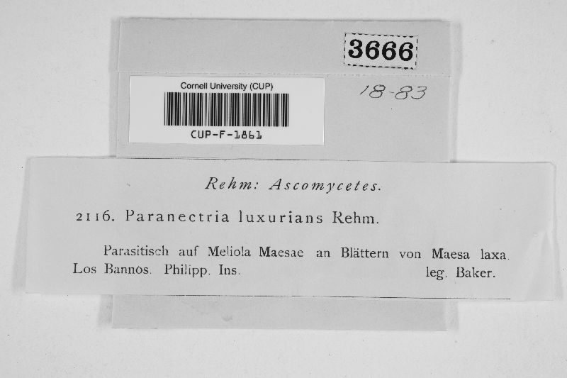 Paranectria luxurians image