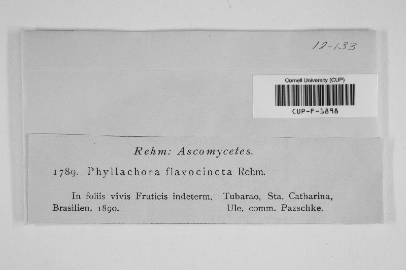 Phyllachora flavocincta image