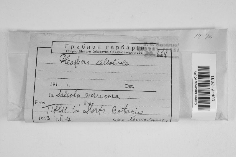 Pleospora salsolicola image