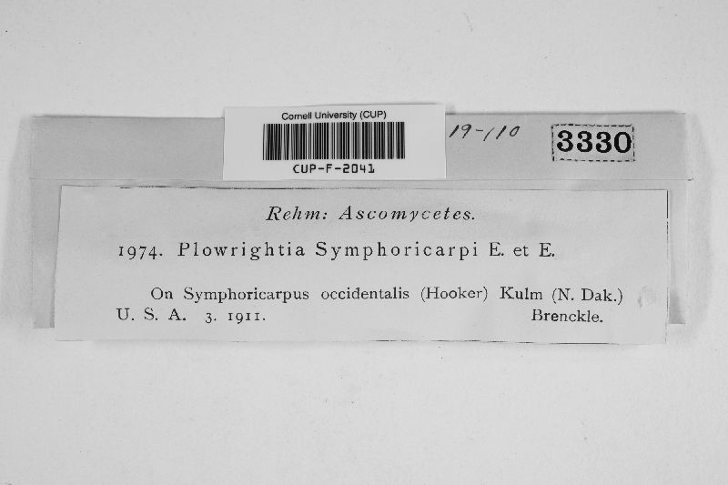 Griphosphaerioma symphoricarpi image