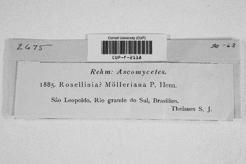Rosellinia molleriana image