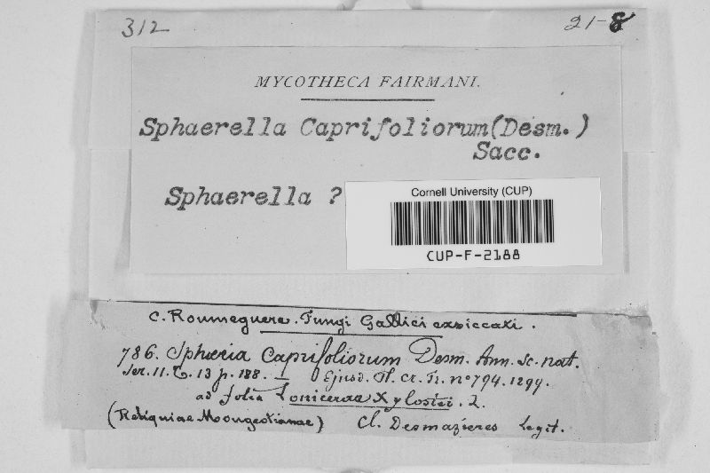 Sphaerella caprifoliorum image