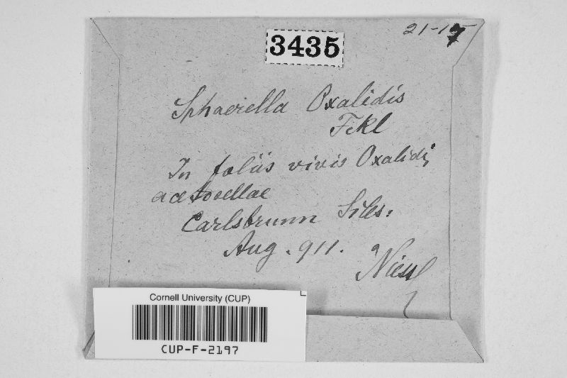 Sphaerella oxalidis image