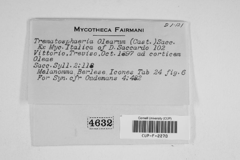Trematosphaeria olearum image