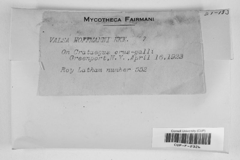Valsa hoffmanni image