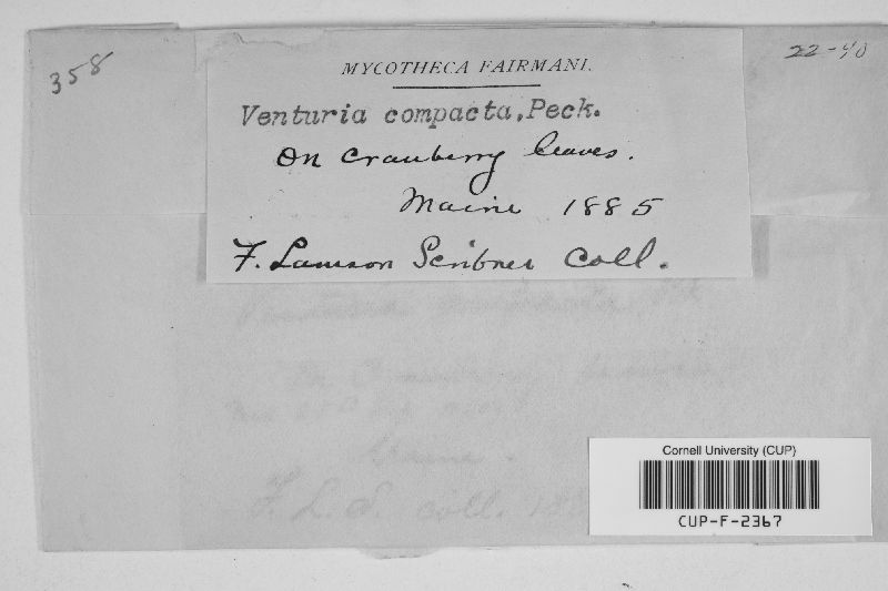 Venturia compacta image