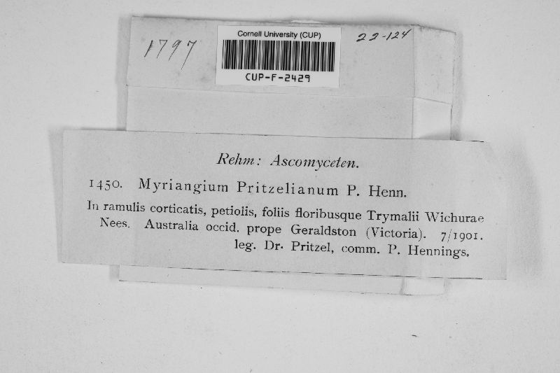 Myriangium pritzelianum image