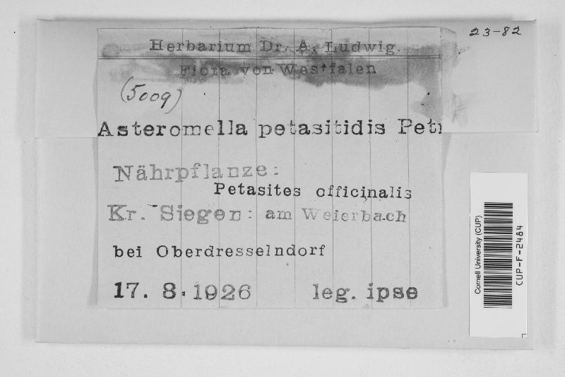 Asteromella image