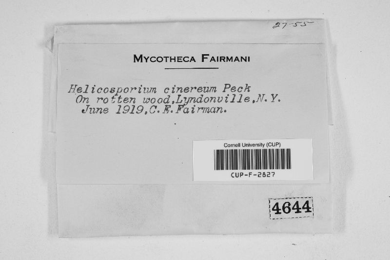 Helicosporium cinereum image
