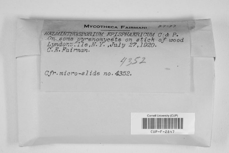 Helminthosporium episphaericum image