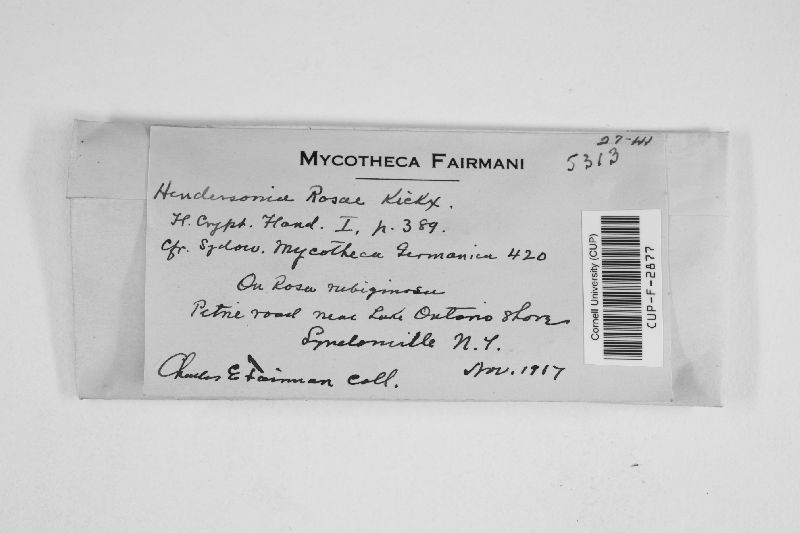 Hendersonia rosae image