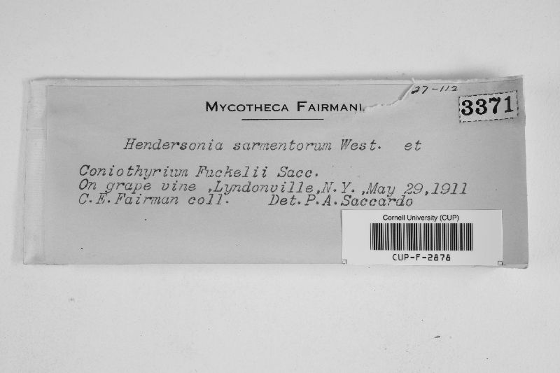 Hendersonia sarmentorum image