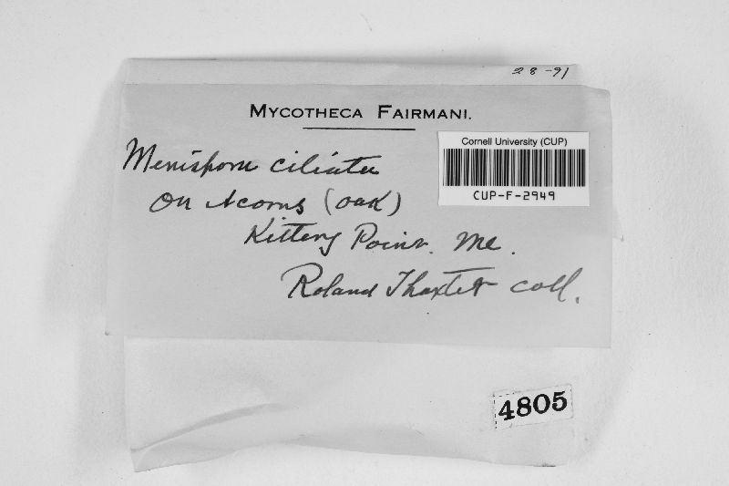 Menispora ciliata image