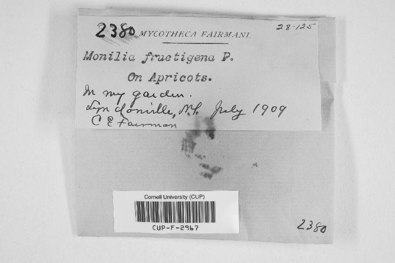 Monilinia fructigena image