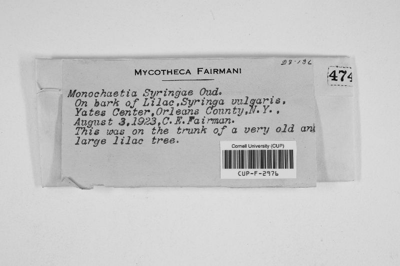 Monochaetia syringae image