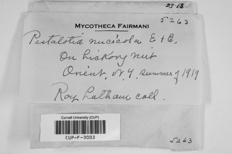Pestalotia nucicola image