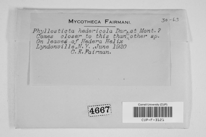 Boeremia hedericola image
