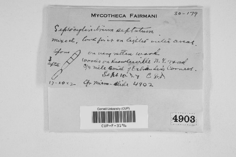 Ramularia septata image