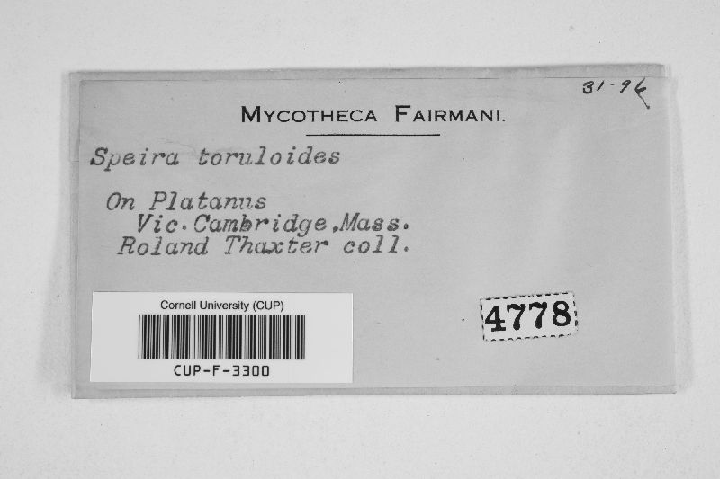 Dictyosporium toruloides image