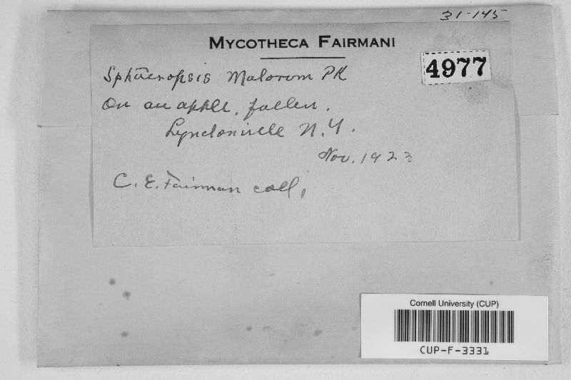 Botryosphaeria stevensii image