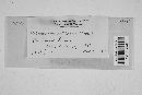 Melampsora salicina image