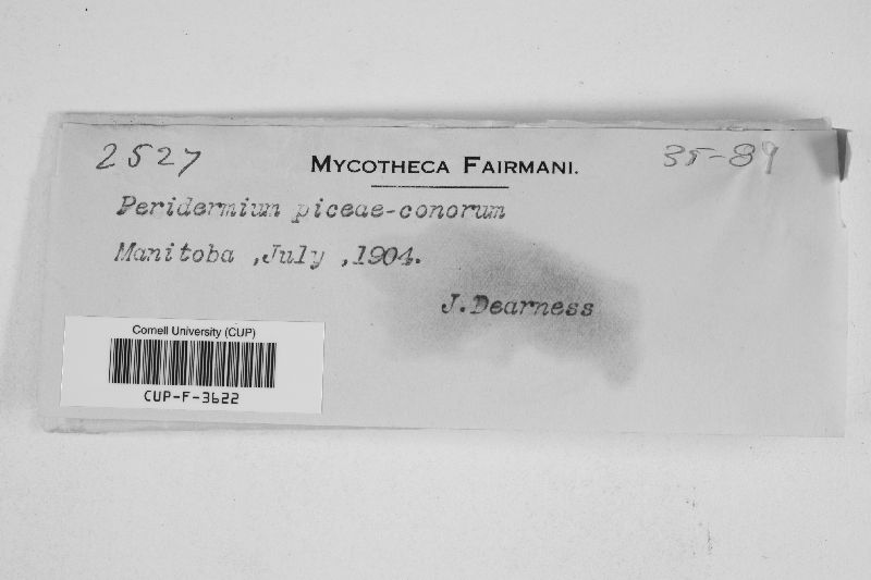 Peridermium piceae image