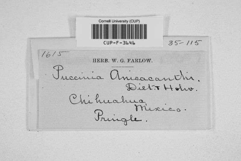 Puccinia anisacanthi image