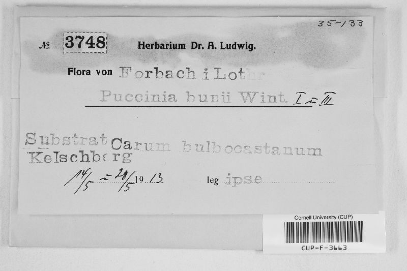Puccinia bunii image