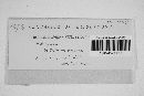 Puccinia recondita image