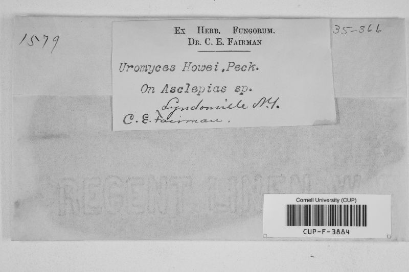 Uromyces howei image
