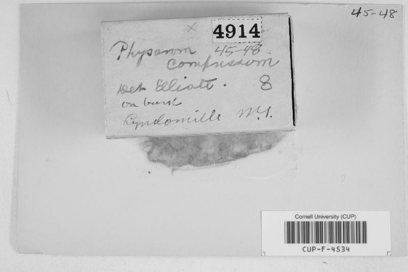 Physarum compressum image