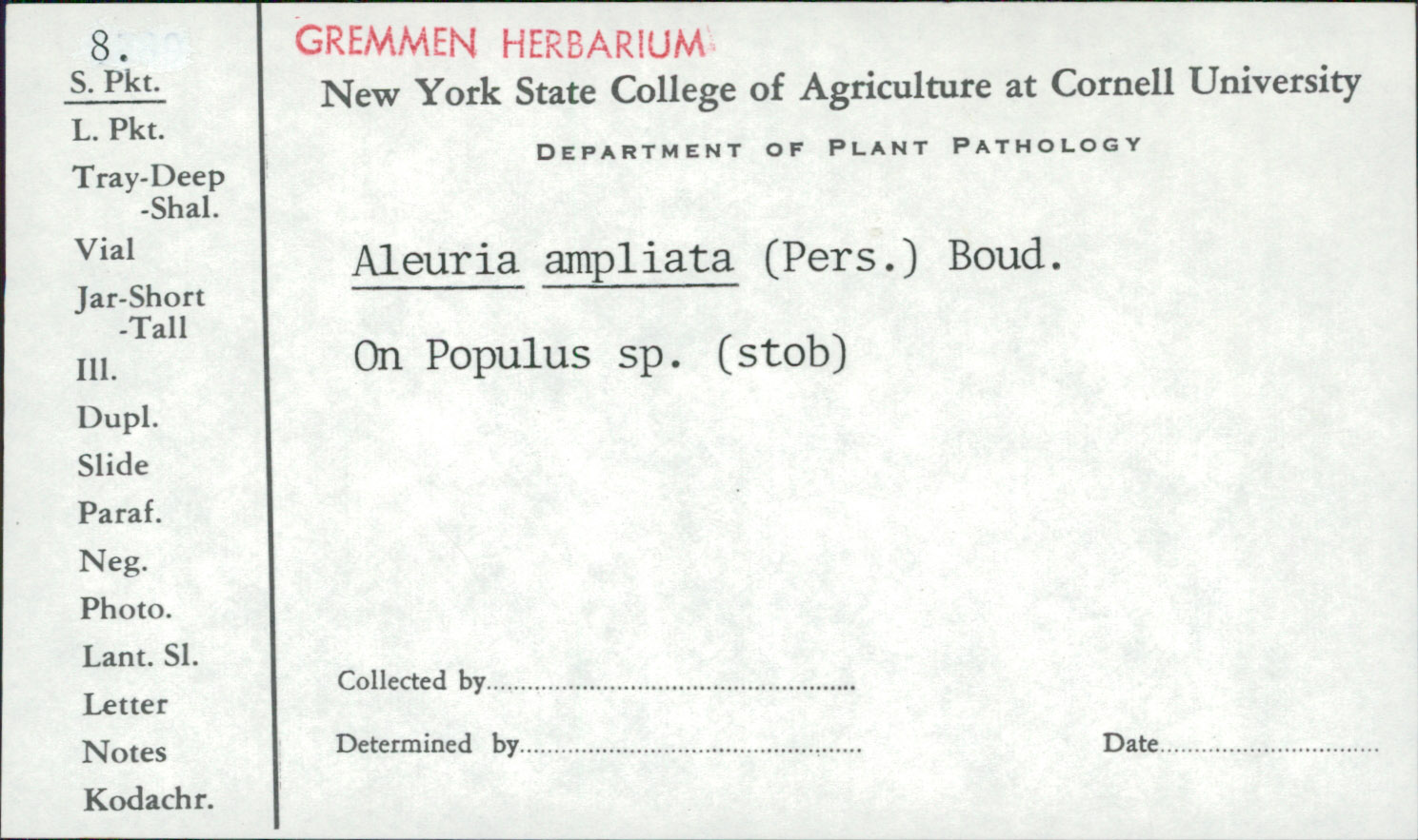 Peziza ampliata image