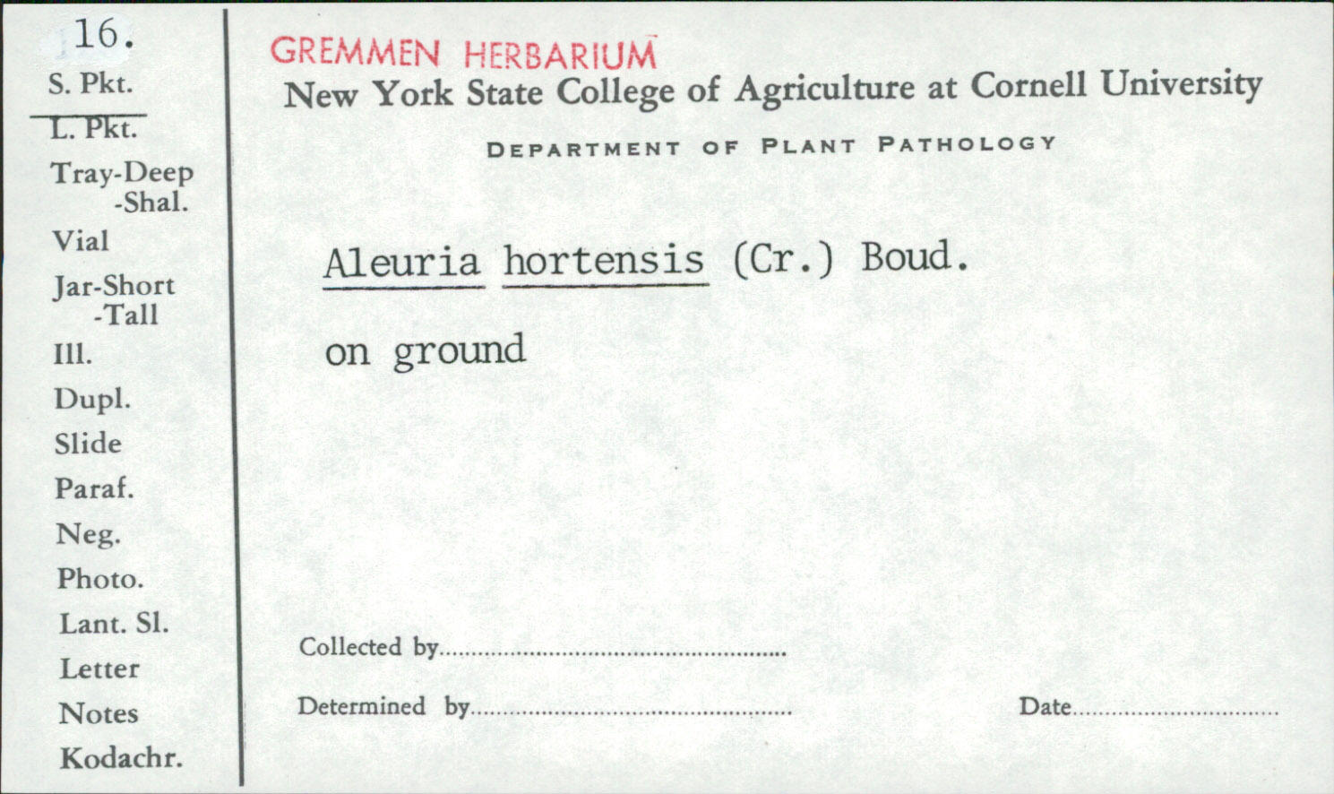 Aleuria hortensis image