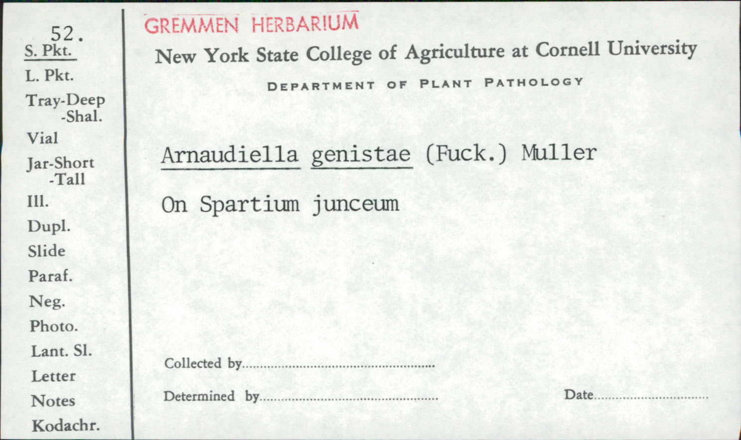 Arnaudiella genistae image