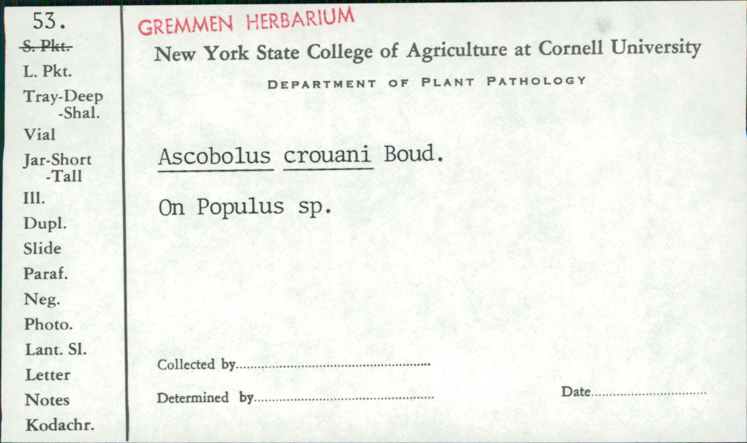 Ascobolus crouani image
