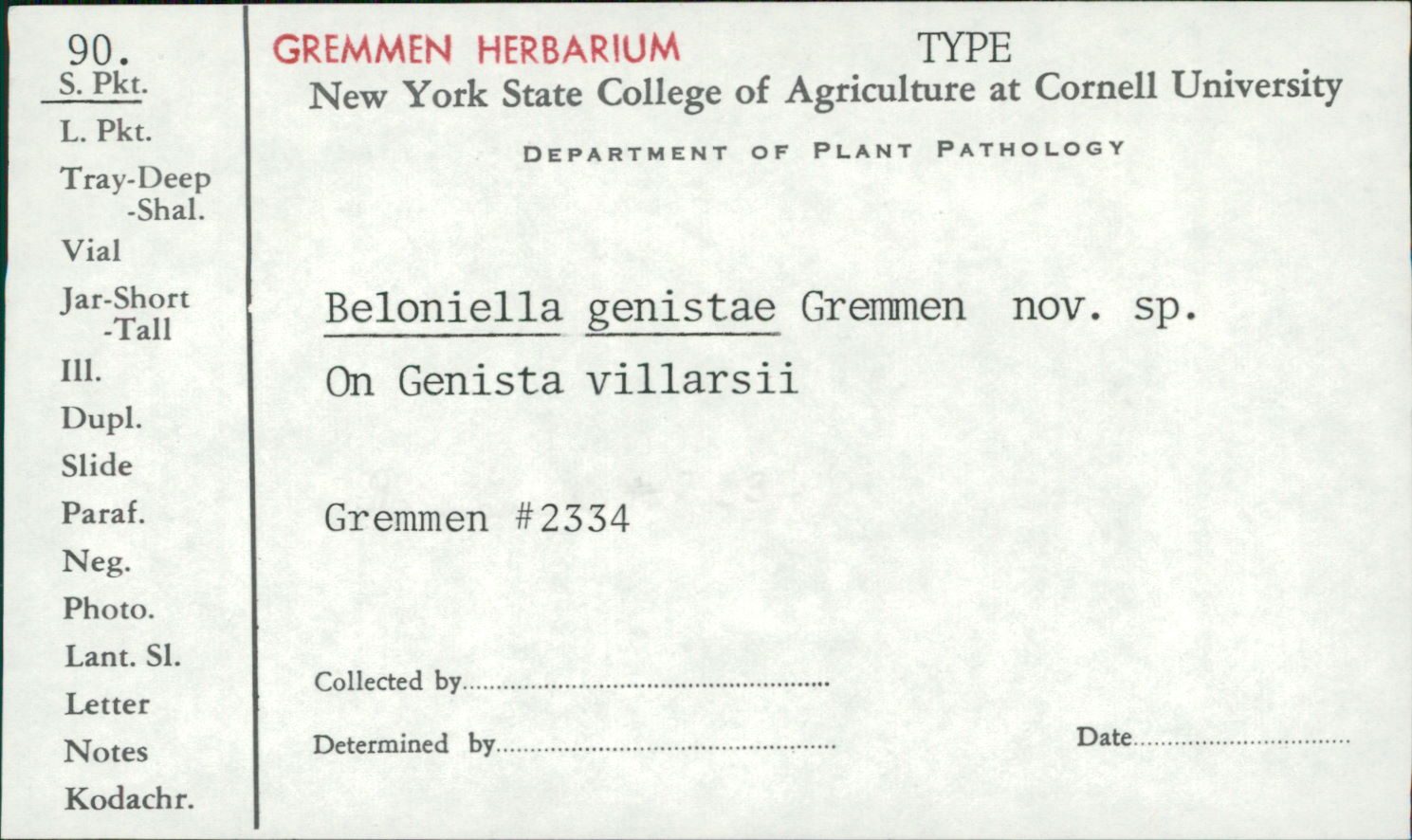 Beloniella genistae image