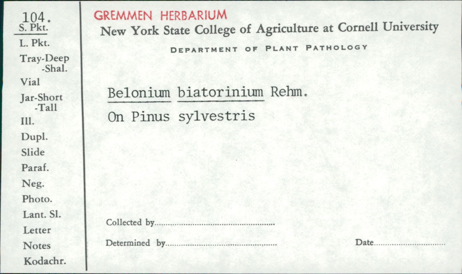 Belonium biatorinum image