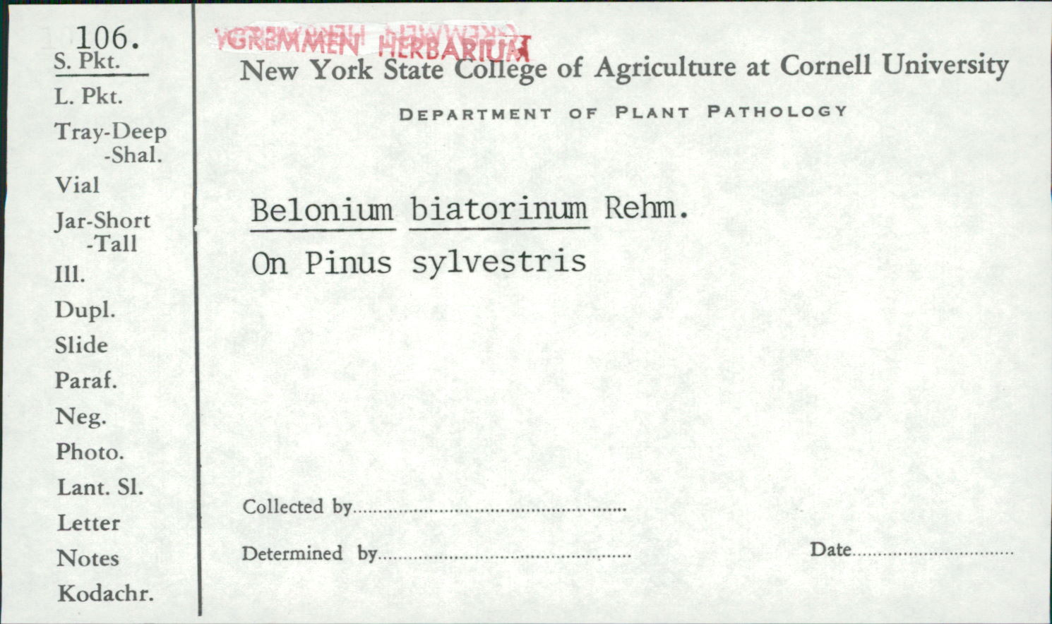 Belonium biatorinum image